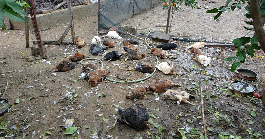Aç kalan sokak köpekleri kümese saldırdı, 80'e yakın tavuk telef oldu   