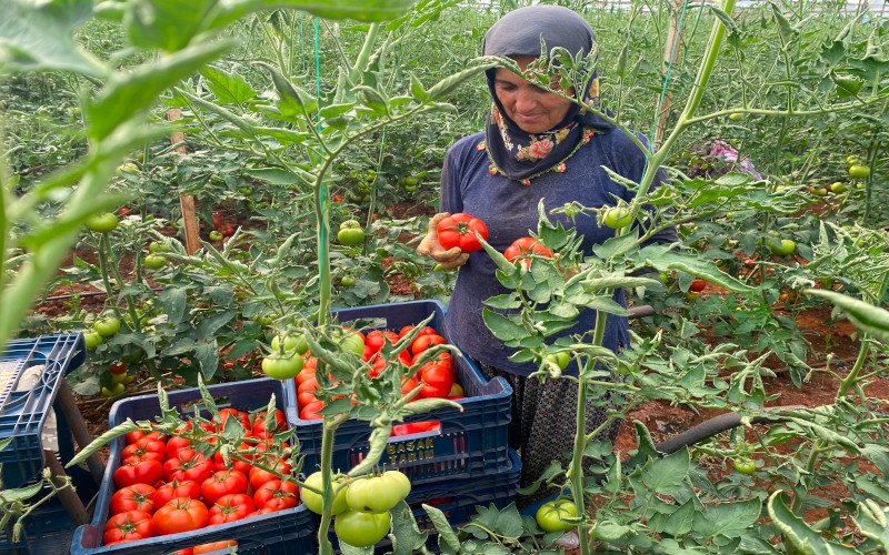Antalya’da sezonun ilk domates hasadı yapıldı 
