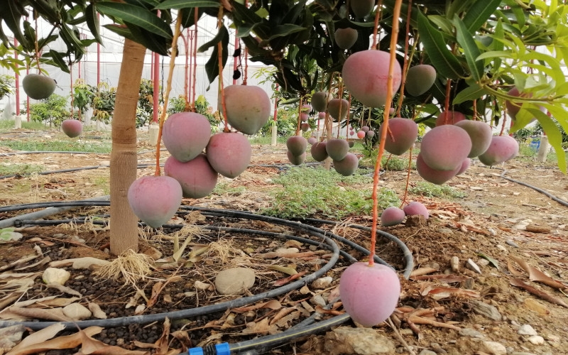  Mango üreticinin yeni gözdesi 