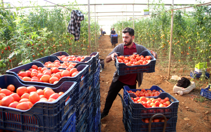 Üreticiden büyükşehirlerdeki domates fiyatına tepki