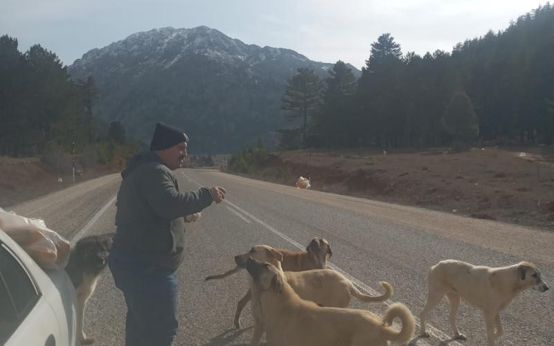 İyi Parti Genel Başkanı Meral Akşener sokak köpeklerine yemek için ricada bulundu