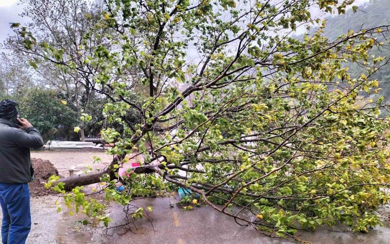 Kemer’de fırtına ağaçları devirdi ağaçlar zarar gördü, totemler fırtınaya dayanamadı
