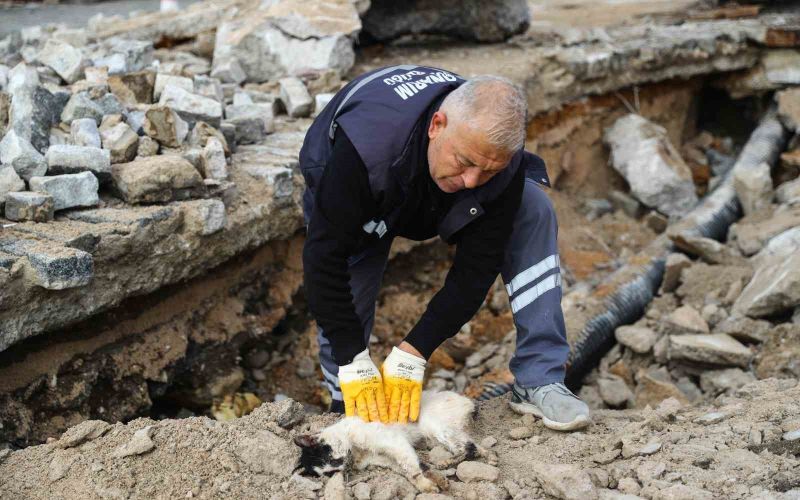 Hafriyat altına sıkışan kedi kalp masajı uygulanarak hayata döndürüldü
