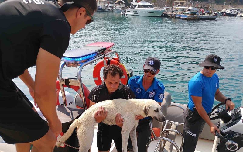 Deniz polisinden yürekleri ısıtan sokak köpeği kurtarma görevi
