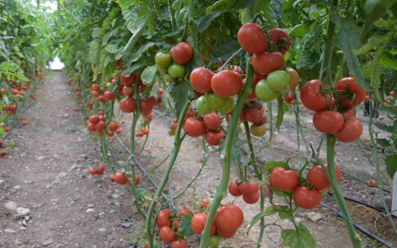 Antalya’da domatesin miktarı düştü, fiyatı arttı
