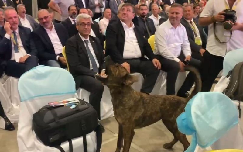 Antalya’da fuar alanına girip dron kovalayan köpek gülümsetti
