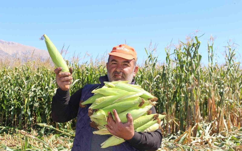 Elmalı’da silajlık mısır hasadı yapıldı
