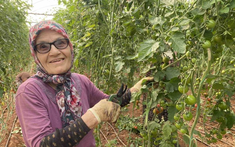 Kocası 5 çocuğuyla bırakıp kaçınca 46 sene ev temizledi, şimdi ise 75 yaşında serada çalışıyor
