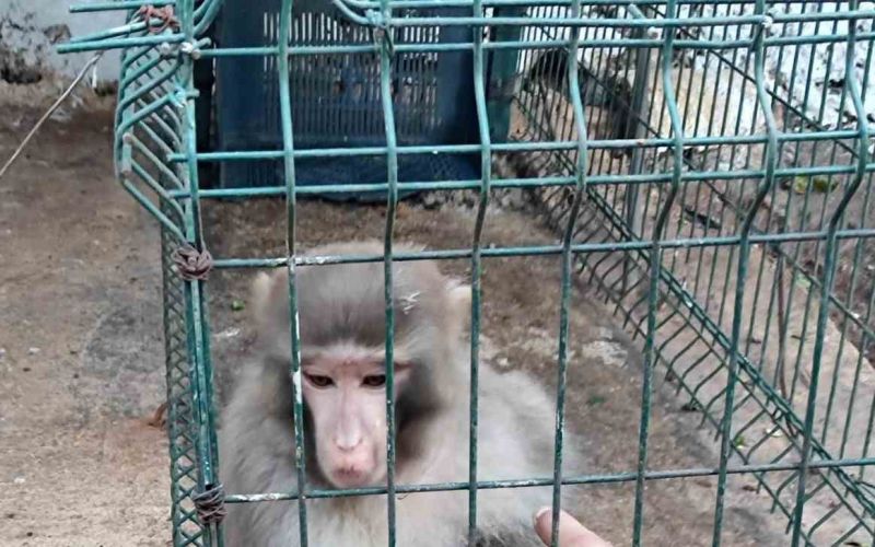 Antalya’da izinsiz Rhesus Maymununu besleyen şahsa 8 bin 322 lira para cezası uygulandı
