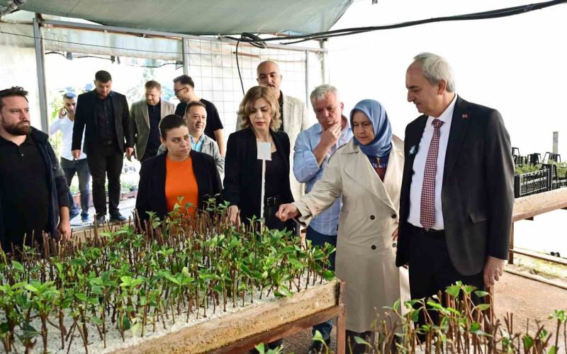 Kepez Belediyesi, ilçeyi kendi yetiştirdiği bitkilerle yeşillendiriyor
