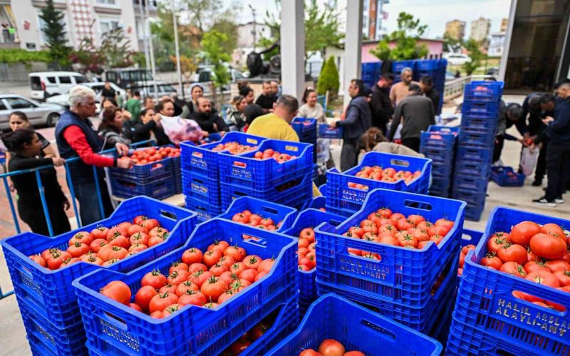 Zirai dona karşı Muratpaşa’dan 10 tonluk domates desteği
