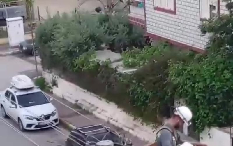 Elektrik tellerine takılan kumru için kurtarma operasyonu
