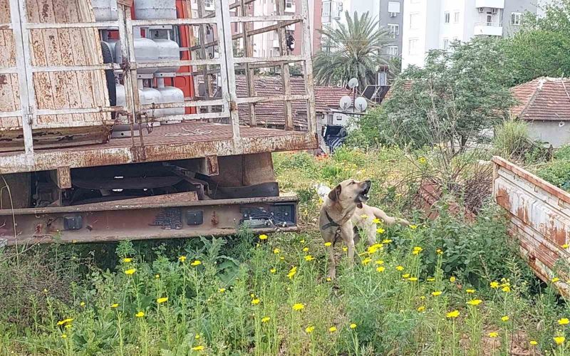 Antalya’da tüp kamyonuna zincirle bağlanıp bakımı ihmal edilen köpeğe polis sahip çıktı
