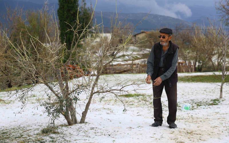 Dolu yağışının zarar verdiği sera ve zeytin bahçelerinde hasar tespit çalışması yapılıyor
