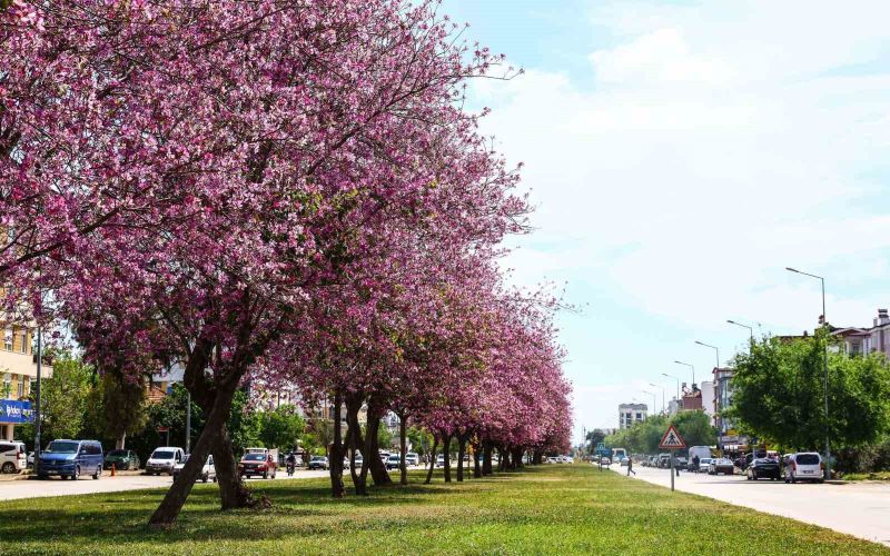 Antalya yaz renklerine bürünüyor
