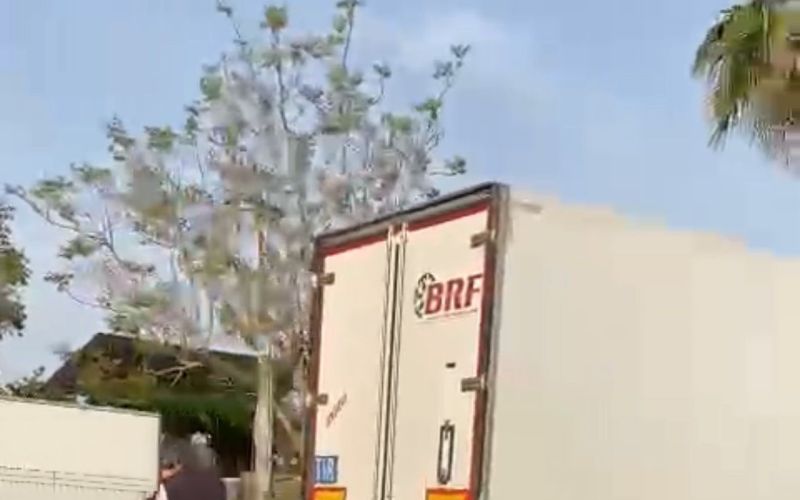Gazipaşa’da sebze yüklü tır refüjdeki palmiye ağacına çarptı: 1 yaralı
