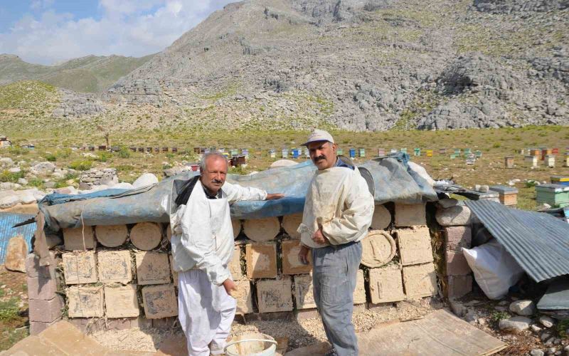 Antalya’da arıcılar kara kovanlarını yüksek kesimlerdeki yaylalara çıkardı
