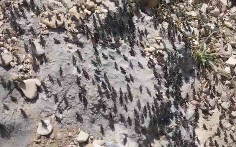 Antalya Gelesandra Yaylası’nda çekirge istilası
