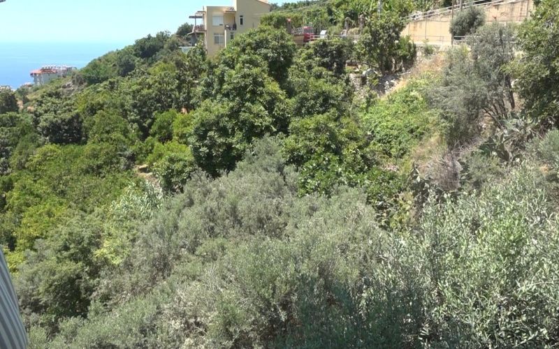 Alanya’da apartmana giren yılana kafa tutan sokak kedisi evin bekçisi oldu

