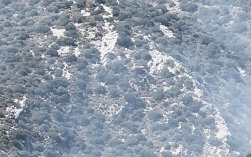 Finike’de orman yangını
