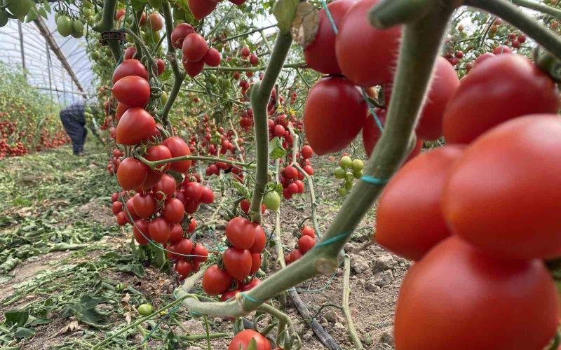 Antalya hallerinde haziran ayında domates yıllık miktarda yüzde 86 arttı
