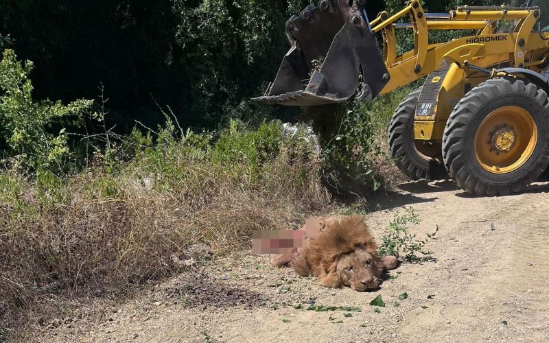 Antalya Valiliği’nden hayvanat bahçesinden kaçan aslana ilişkin açıklama
