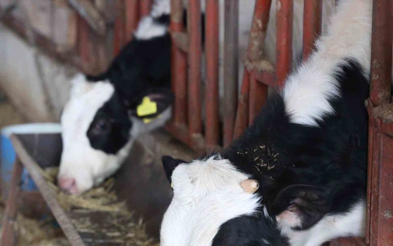 Büyükşehir’den kırsaldaki besicilere veterinerlik hizmeti
