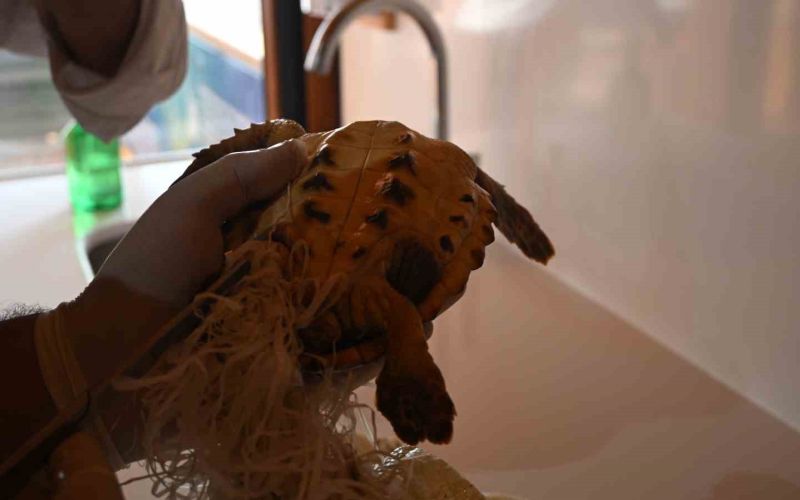 Çuvala dolanmış halde yaralı bulunan Caretta caretta denizle buluştu
