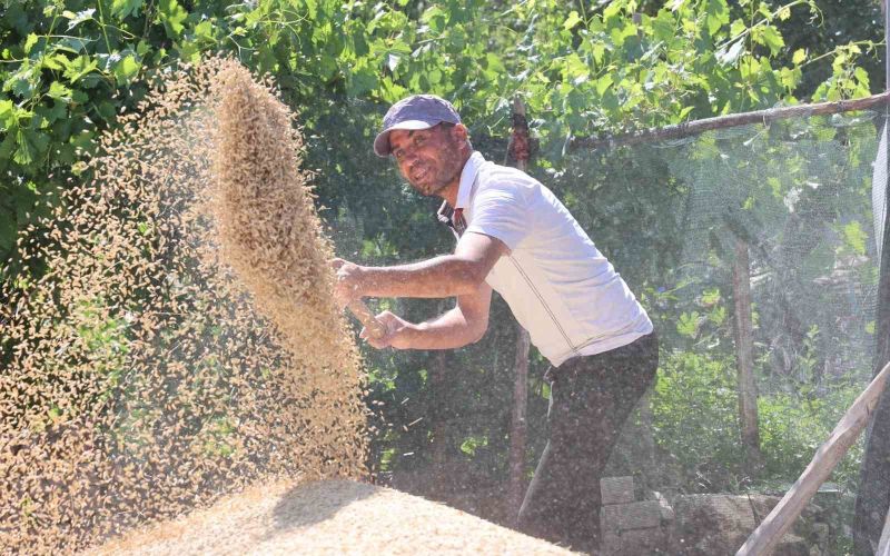 Korkuteli Yeşiloba Yaylası’nda hibe tohumların buğday hasadı başladı
