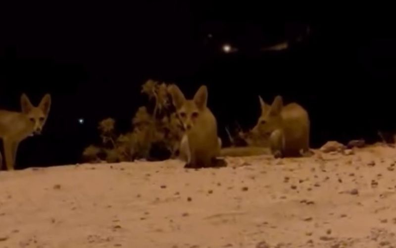 Antalya’da aç kalan tilki yavrularını kraker ve bisküviyle beslediler
