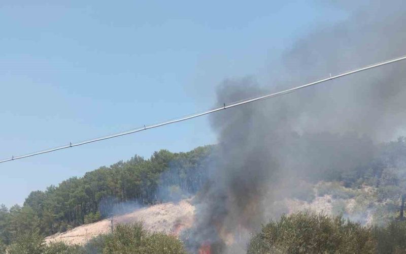 Kumluca’da çıkan yangında bir dönüm zeytinlik alan yandı
