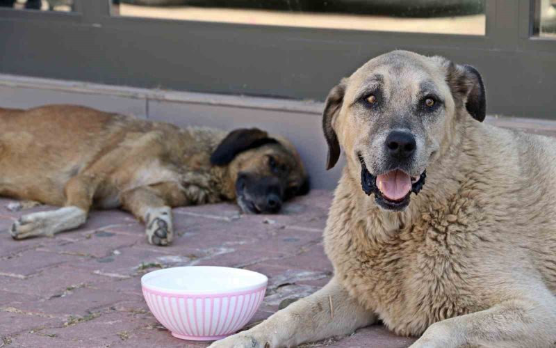 Antalya’nın denizi bile yanıyor:  Termometreler 45, deniz suyu 32 derece
