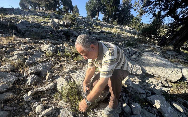 Şifalı taş kekiği için bin 800 rakımlı yaylaya çıkıyorlar
