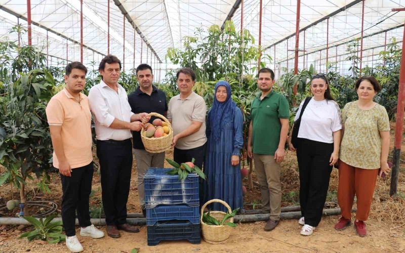 30 yıl önce deneme amaçlı ilk fidan dikildi, bugün 300 dönümden fazla alanda üretiliyor
