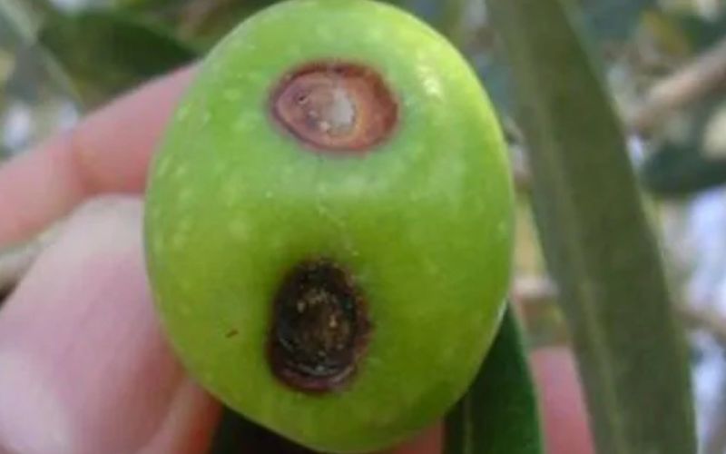Zeytin üreticilerine meyve dökülmesi uyarısı

