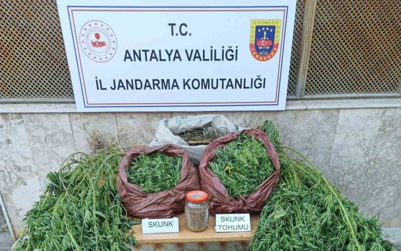 Korkuteli’nde 11,5 kilo skunk ele geçirildi
