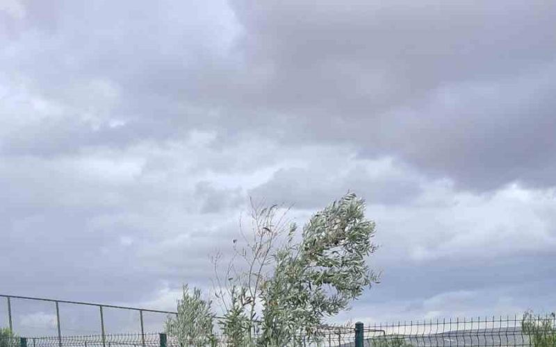 İlkokul öğrencileri okul bahçesindeki zeytin ağaçlarında hasat yaptı
