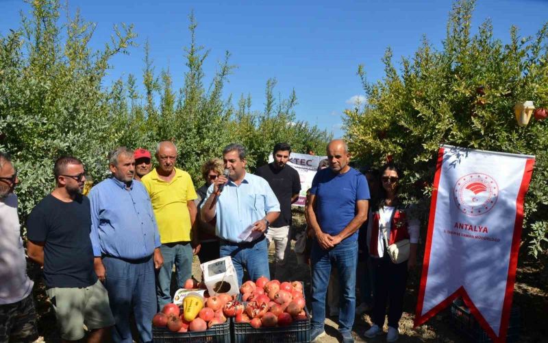 Serik’te nar hasadı başladı
