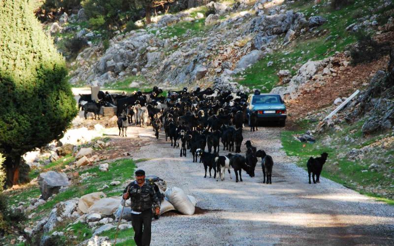 Antalya’da Yörüklerin 4 aydır kaldıkları yaylalardan dönüşleri başladı
