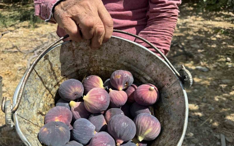 Antalya’da siyah incir hasadında sona gelindi
