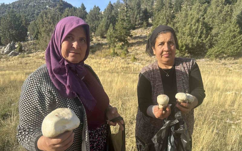 Toros’larda yağmurla birlikte mantar sezonu açıldı
