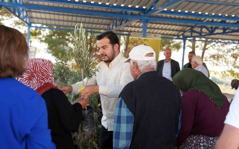 Alanya’daki yangın bölgesinde 3 bin 400 zeytin fidanı bahçe sahiplerine dağıtıldı
