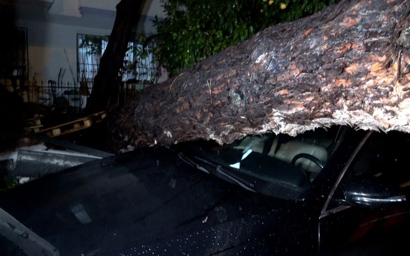 Antalya’da yağmur ve şiddetli rüzgar 10 metrelik ağacı devirdi: İki araç ve bina zarar gördü
