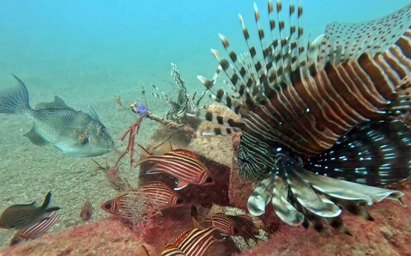 Akdeniz’de balıkların rekabeti: Kızıldeniz’den gelen balık türleri, yerli balıkları baskıladı

