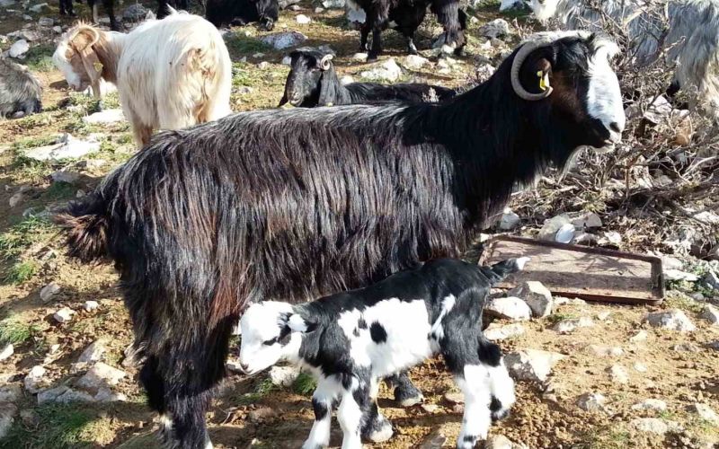 Keçiyi meraya, çobanı yaylaya döndürecek 13 öneri
