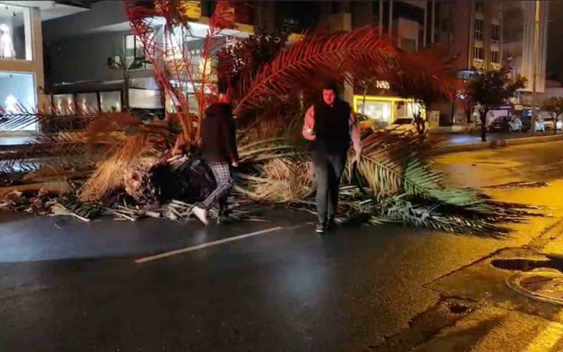 Antalya’da fırtına palmiye ağacını ikiye böldü
