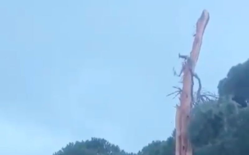 Golf sahasına düşen yıldırım ağacı parçalara ayırdı
