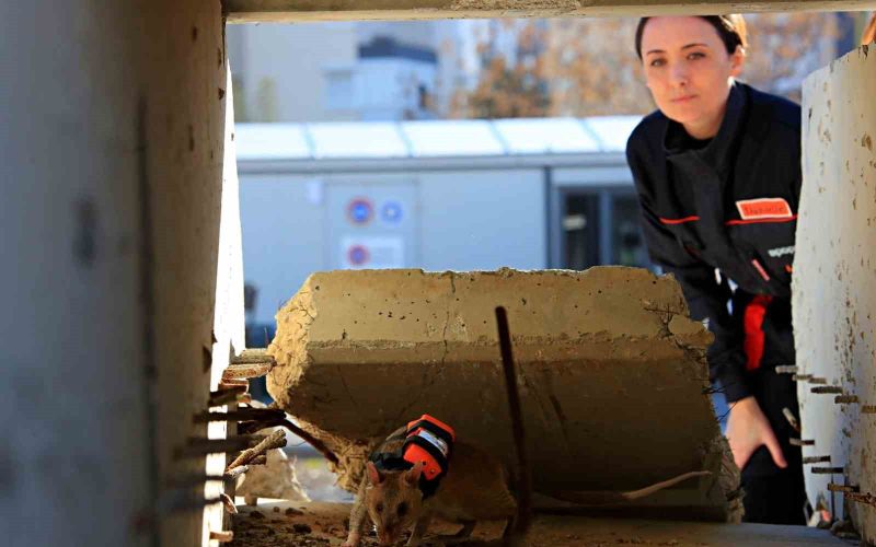 Antalya’da eğitilen Afrika keseli sıçanları enkaz altındaki 