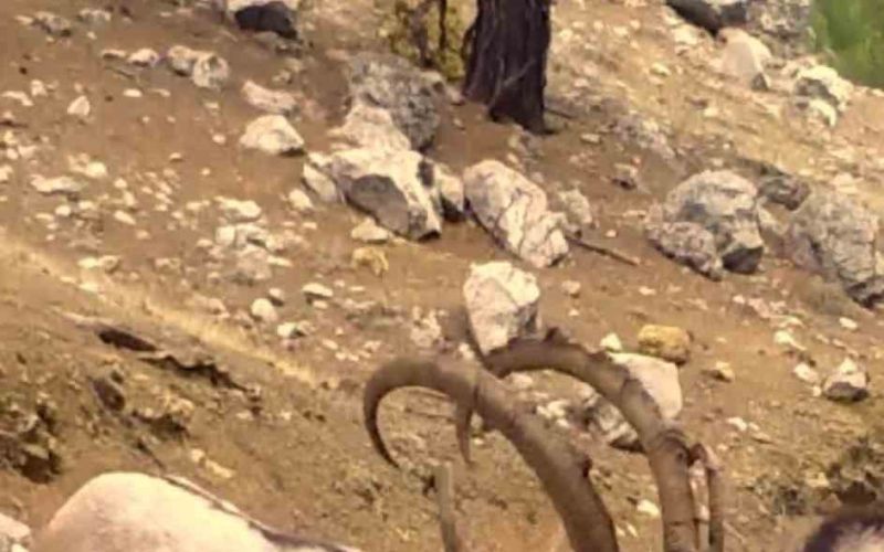 Antalya’da yaban hayatı fotokapanlara yansıdı
