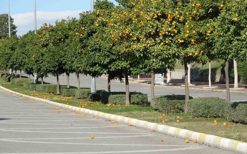 Manavgat’ta fırtına ve yağmur turunçları yollara döktü
